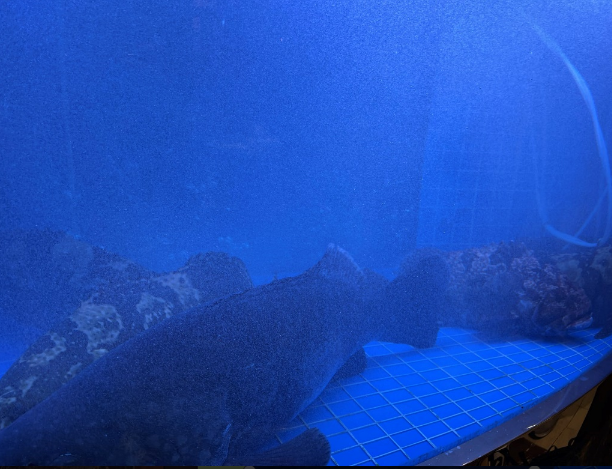 Aquarium Application of Nano-Bubble Generator